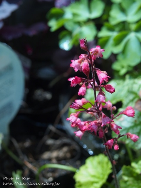 c0274618_18423146.jpg