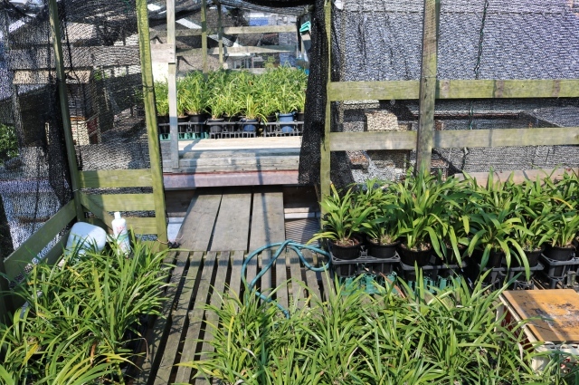 f0176521_09350947.jpg