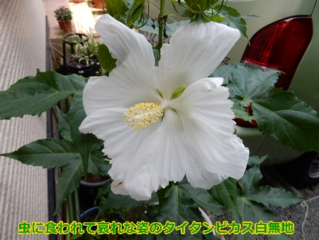 e0033229_1759577.jpg