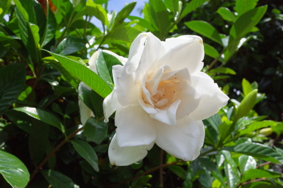 亀有からぶらぶら その4～曳舟川親水公園_a0287336_20170017.jpg