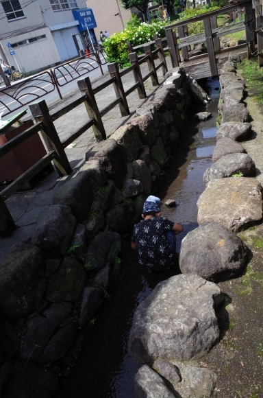 亀有からぶらぶら その4～曳舟川親水公園_a0287336_20170671.jpg
