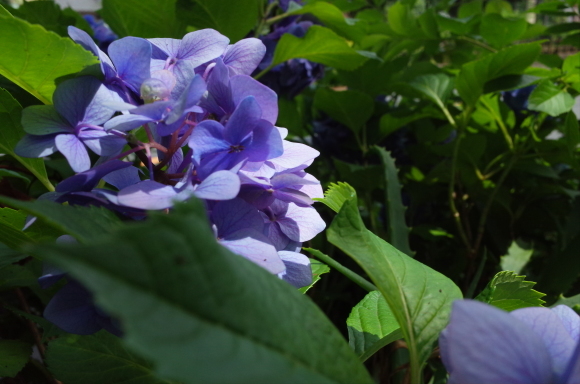 亀有からぶらぶら その4～曳舟川親水公園_a0287336_20171821.jpg