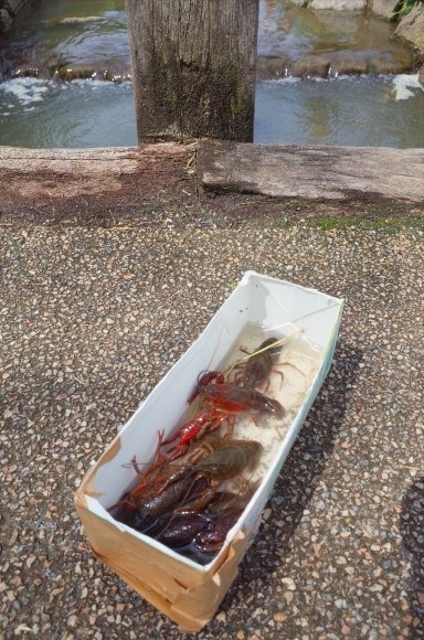 亀有からぶらぶら その4～曳舟川親水公園_a0287336_20173582.jpg