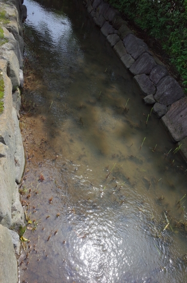 亀有からぶらぶら その4～曳舟川親水公園_a0287336_20174081.jpg