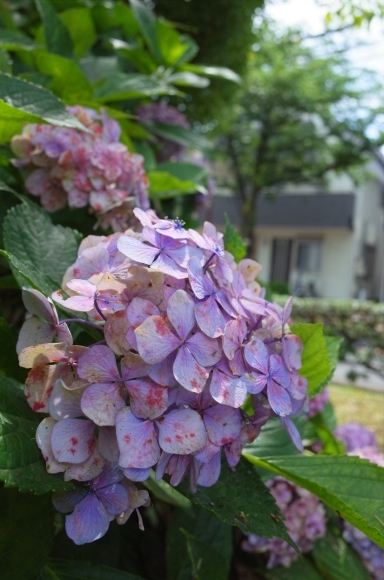 亀有からぶらぶら その4～曳舟川親水公園_a0287336_20174534.jpg