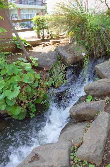 亀有からぶらぶら その4～曳舟川親水公園_a0287336_20183796.jpg