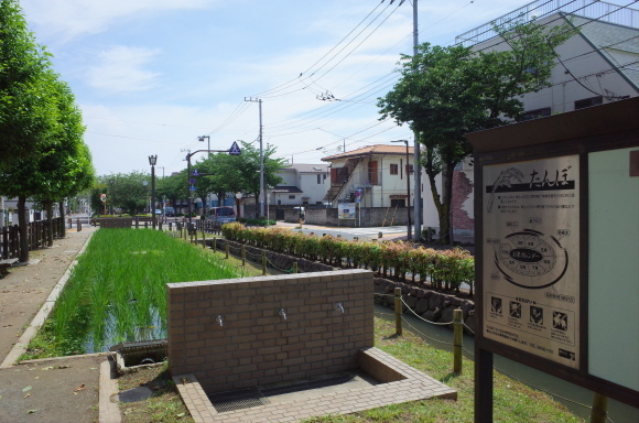 亀有からぶらぶら その4～曳舟川親水公園_a0287336_20184168.jpg