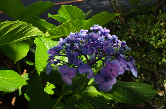亀有からぶらぶら その4～曳舟川親水公園_a0287336_20190250.jpg