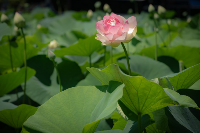 花はす＊ランタン_f0158043_23033512.jpg