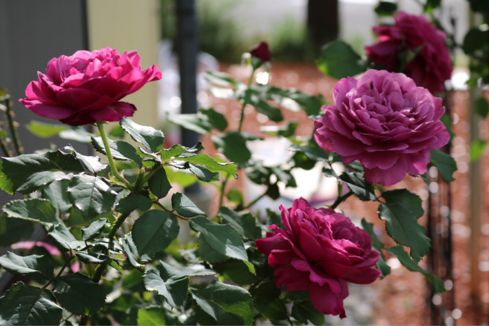 ２番花の方が好きかもしれない クランベリーソース My Small Garden Sugar Plum