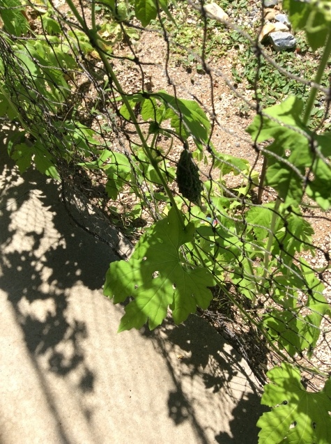 a0307846_10383526.jpeg