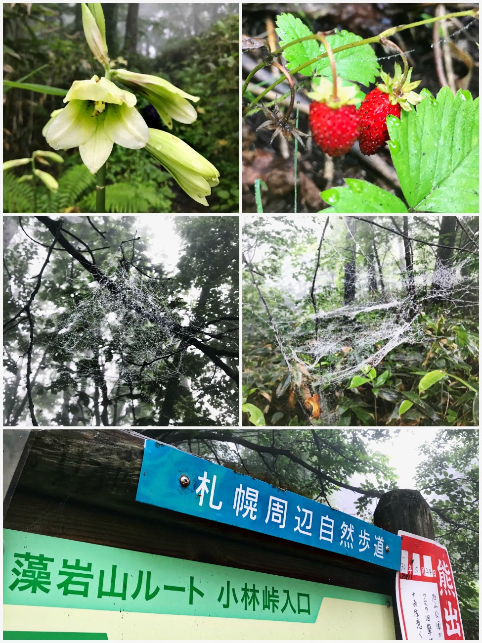 18 7 16 藻岩山 砥石山 Hair Garage Street かまぼこのひとり言 18 7 16 藻岩山 砥石山 Hair Garage Street かまぼこのひとり言