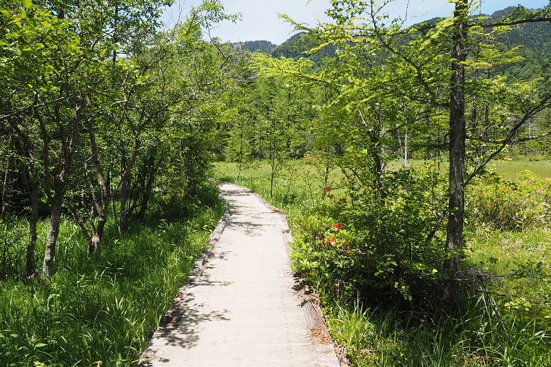 【Photo③】上高地　穂高橋～田代池と湿原_b0008655_18022518.jpg