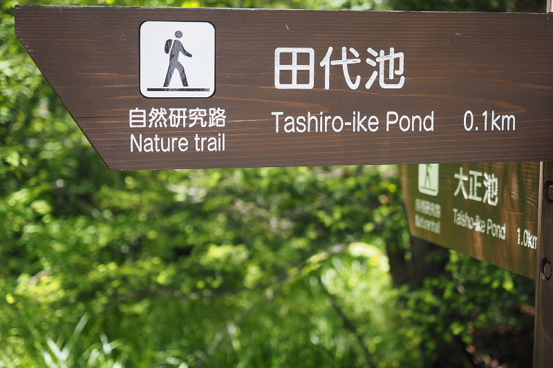 【Photo③】上高地　穂高橋～田代池と湿原_b0008655_18024710.jpg