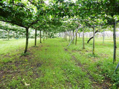 熊本梨 本藤果樹園 今年(令和2年)も匠の技で熊本限定栽培品種の梨『秋麗』が順調に育ってます!_a0254656_16452214.jpg