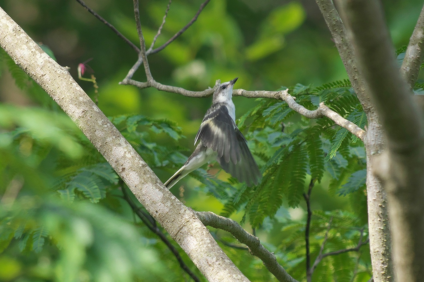 サンショウクイの若鳥_c0383758_15175138.jpg