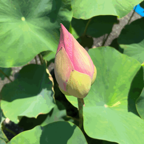 b0325867_10150561.gif