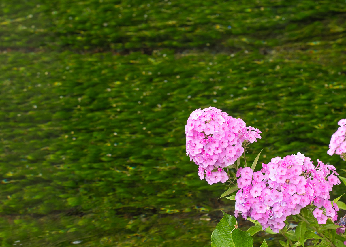 a0301676_08591682.jpg