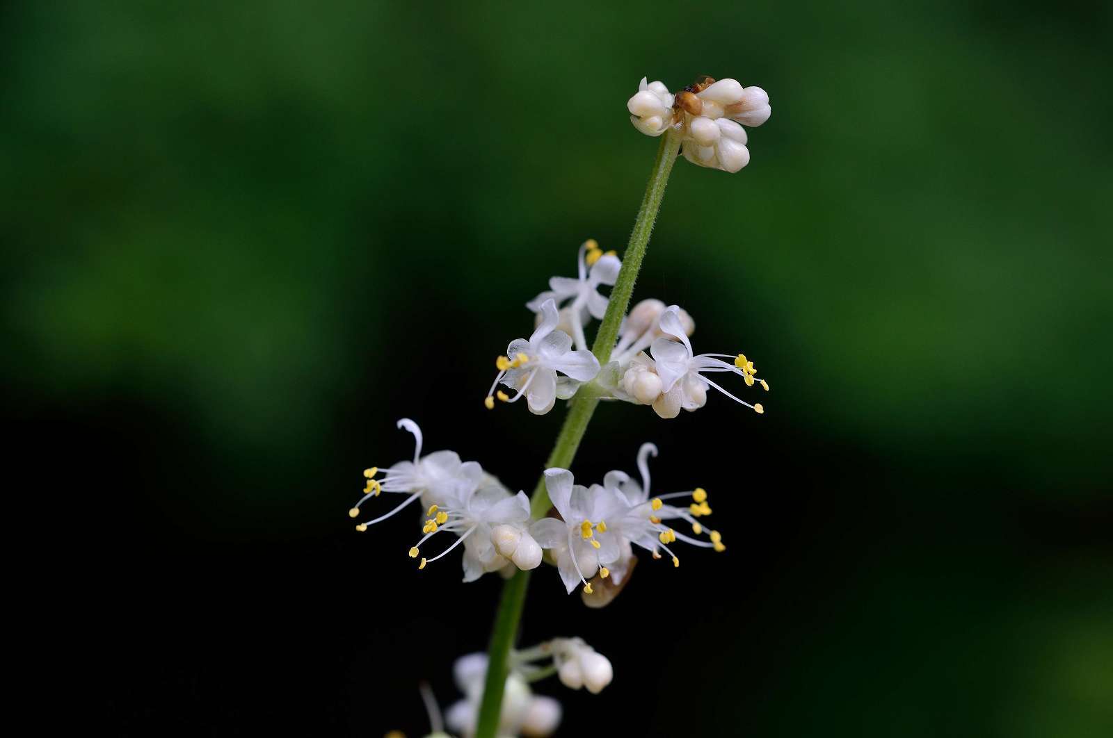 高尾山方面の花_d0328977_16305553.jpg