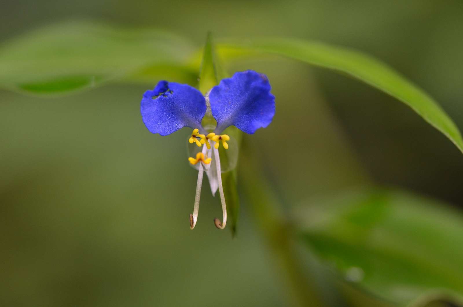 高尾山方面の花_d0328977_16305591.jpg