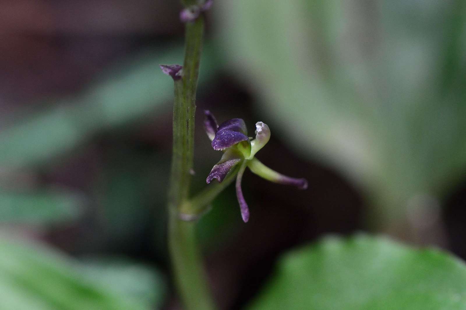 高尾山方面の花_d0328977_16311905.jpg