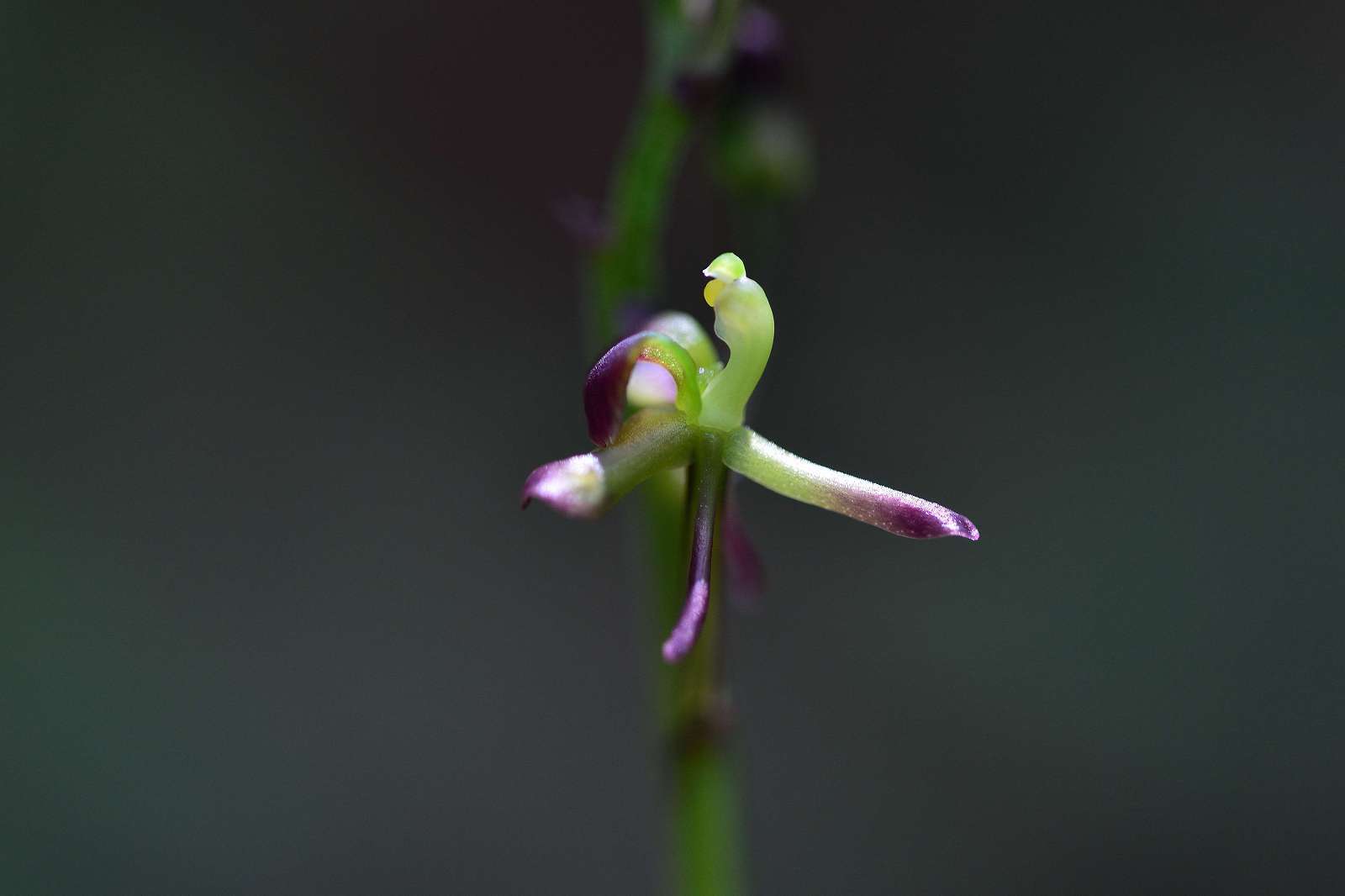 高尾山方面の花_d0328977_16311912.jpg