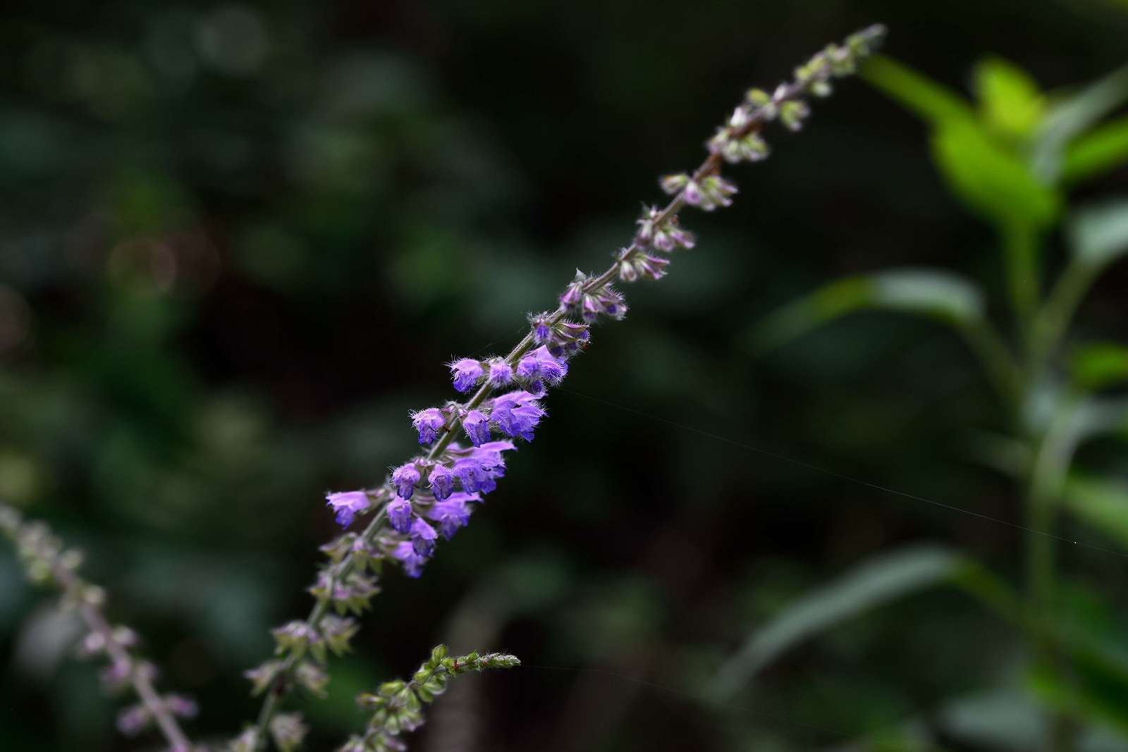 高尾山方面の花_d0328977_16311997.jpg