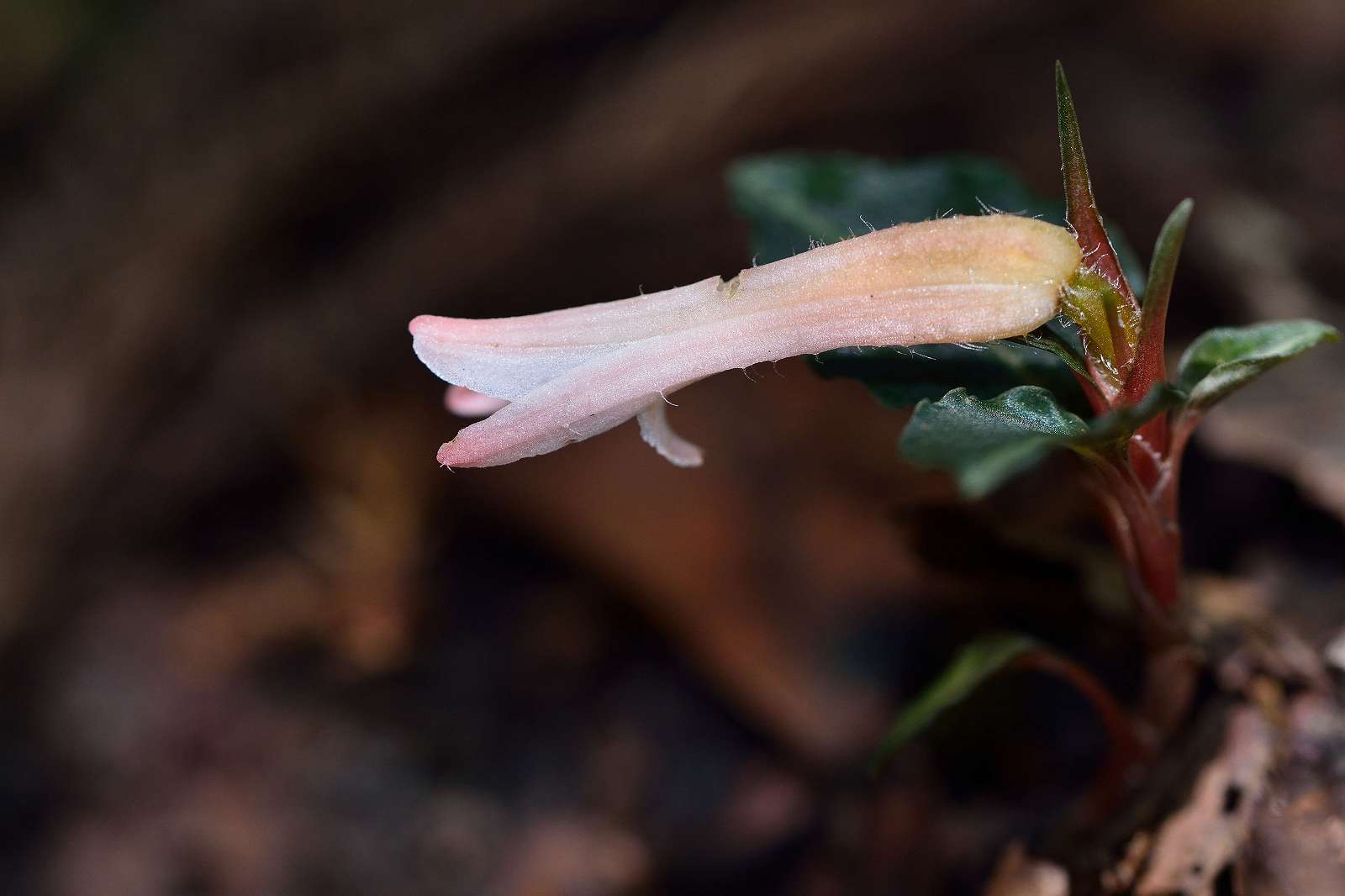 高尾山方面の花_d0328977_16441608.jpg