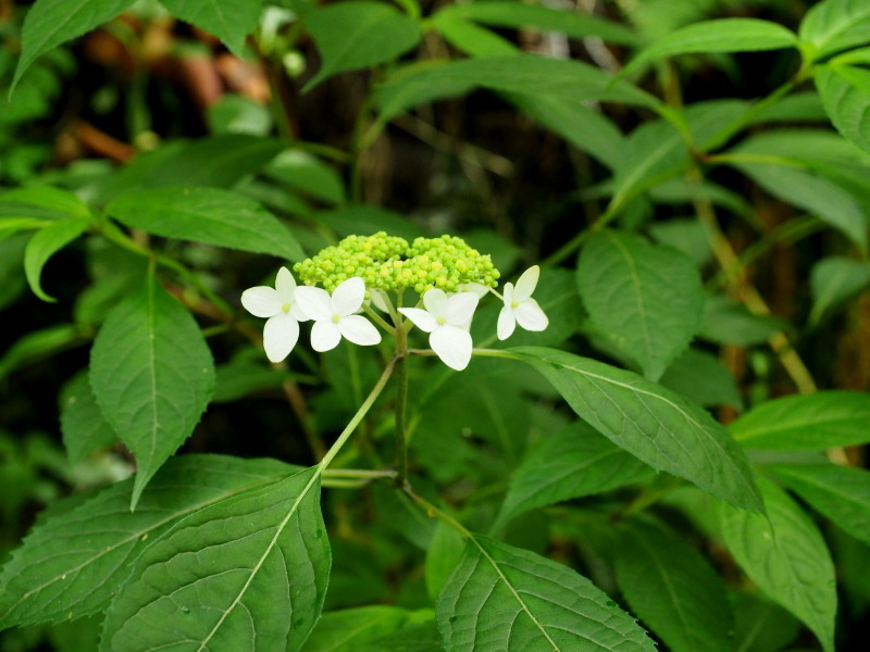 f0372177_16392392.jpg