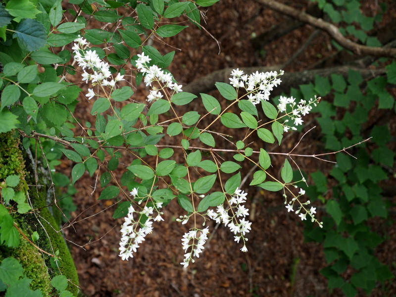 f0372177_16394983.jpg