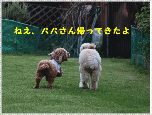 b0175688_21124463.gif