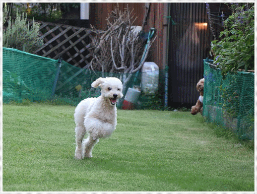 b0175688_21124943.gif