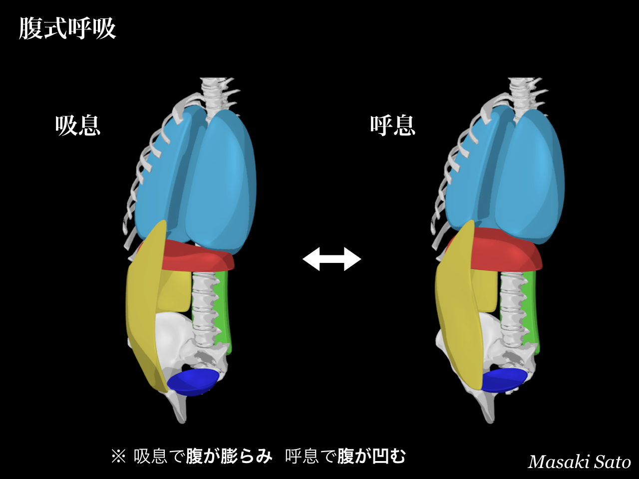 は 腹 式 呼吸 と