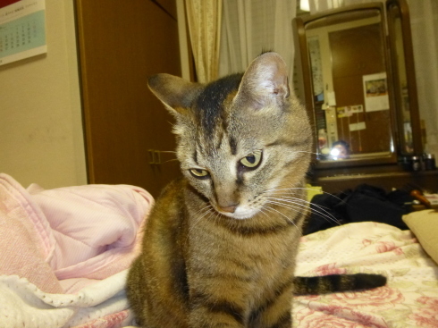 吾輩は猫なのかな~_d0268697_10505097.jpg
