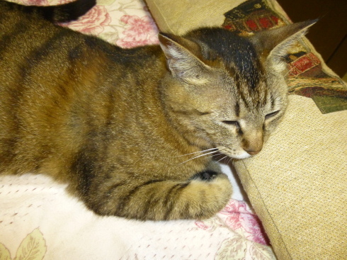 吾輩は猫なのかな~_d0268697_13575916.jpg