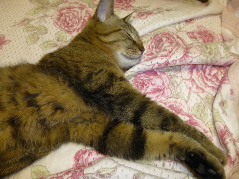 吾輩は猫なのかな~_d0268697_13590687.jpg