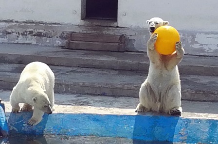 ロシア北東部・ヤクーツク動物園のロモノーソフとコルィマーナの夏の日 ～ おもちゃ遊びは心の余裕の証か？_a0151913_2334479.jpg
