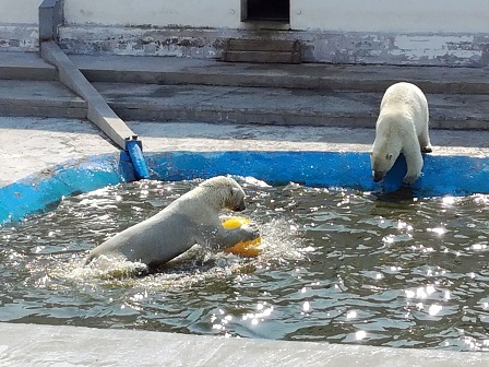 ロシア北東部・ヤクーツク動物園のロモノーソフとコルィマーナの夏の日 ～ おもちゃ遊びは心の余裕の証か？_a0151913_2341062.jpg