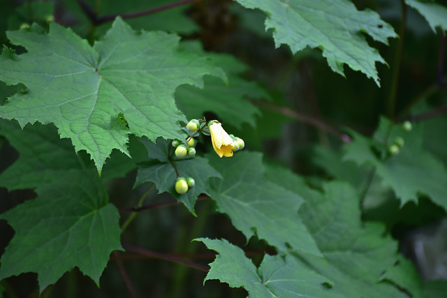 d0366515_09120020.jpg