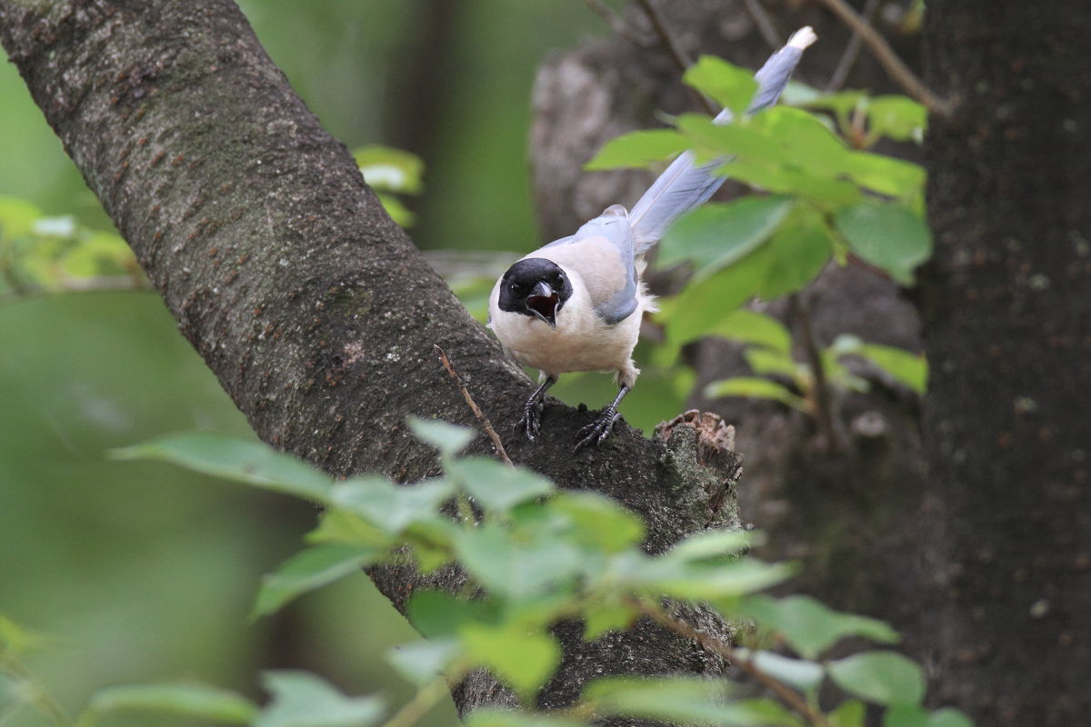 オナガ　ツミのいる公園で_f0369315_23295130.jpg