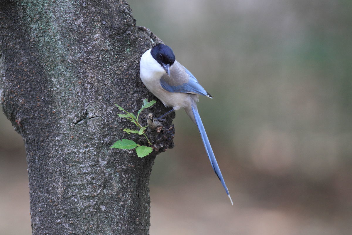 オナガ　ツミのいる公園で_f0369315_23295136.jpg