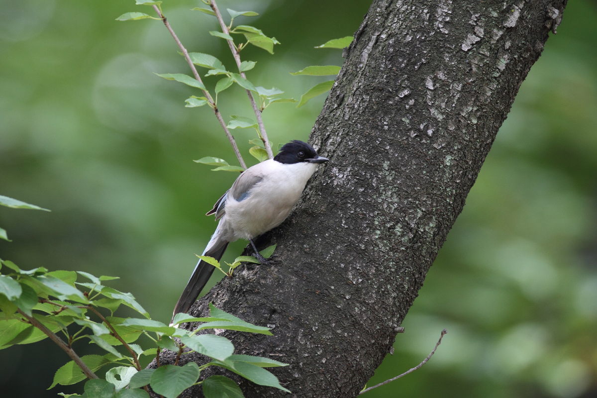 オナガ　ツミのいる公園で_f0369315_23295157.jpg