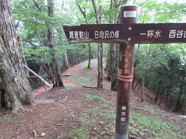 奥多摩 日原川水系 倉沢谷塩地谷でヨレヨレ沢登り Stream Climbing In Shiochidani Chichibu Tama Kai National Park やっぱり自然が好き