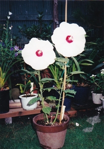 e0033229_17494092.jpg