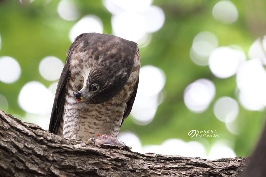 ツミの幼鳥 #2:街中の営巣成功_d0360547_15442357.jpg