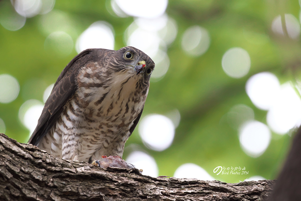 ツミの幼鳥 #2:街中の営巣成功_d0360547_15442490.jpg