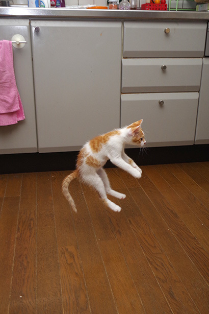 かっとび、おいなり_a0028451_13141148.jpg