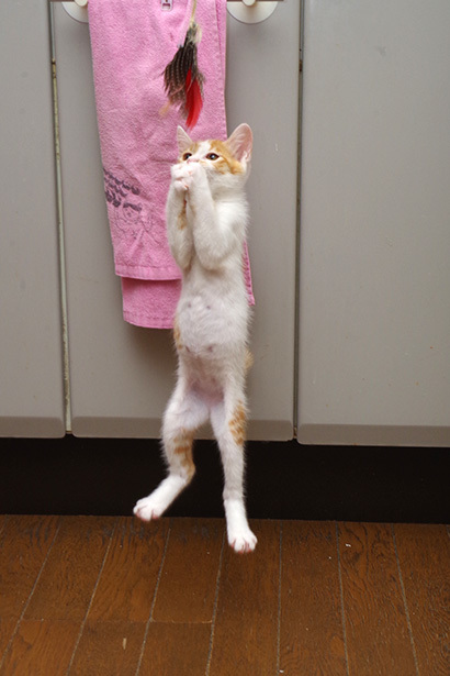 かっとび、おいなり_a0028451_13141215.jpg