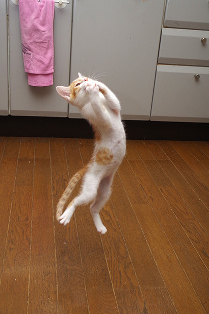 かっとび、おいなり_a0028451_13141263.jpg