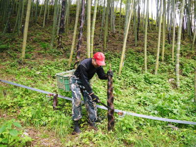 無農薬栽培の熊本産たけのこで作った『干したけのこ』平成30年度商品は残りわずか!早い者勝ちです!_a0254656_18241091.jpg